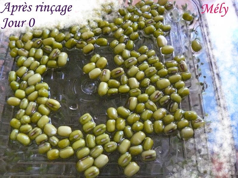 Haricot mungo ou soja vert (graines germées) - Chaudron Pastel